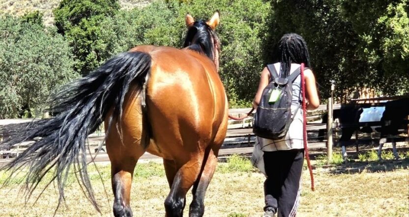 youth leading a horse